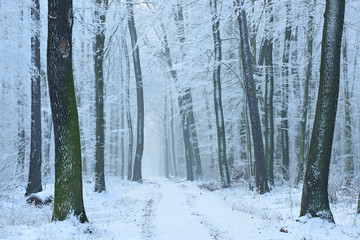 Winter Landscape, Footpath through Beech Tree Forest Covered by Snow