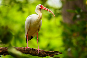 Immature white ibis sitting on a tree - obrazy, fototapety, plakaty