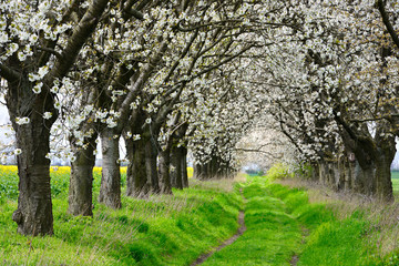 Farm Track through Avenue with Cherry Trees in Full Bloom