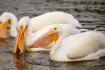 White Pelicans (Pelecanus erythrorhynchos) feeding