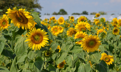 Fototapeta premium Sonnenblumenfeld