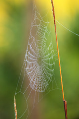 Spiderweb with dew