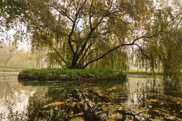 Fototapeta na wymiar Tree with fallen leaves in a small lake, autumn in Topcider park, Belgrade, Serbia