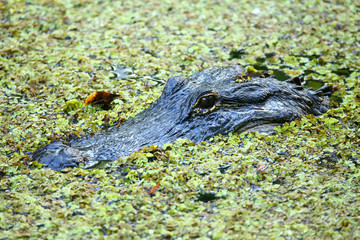 Obraz premium Portrait of Alligator floating in a swamp