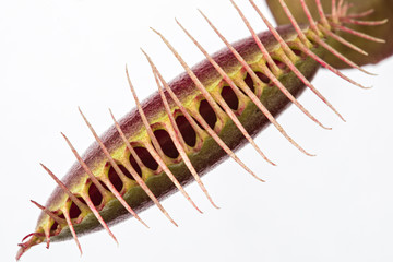 Close up of a closed venus fly trap (Dionaea muscipula) on a whi