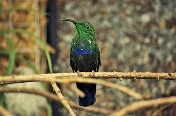 colibri sur une branche