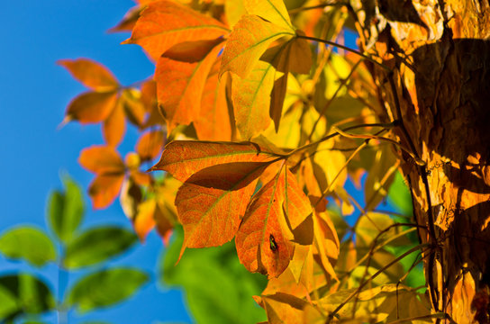 Detail of orange and yellow leaves on a tree against blue sky on a sunny autumn day