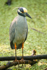 Yellow-crowned night-heron in a swamp