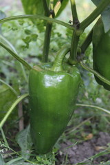 Grüne Paprika