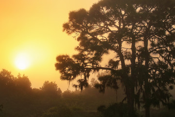 Fototapeta na wymiar Sunrise on a foggy morning at Corkscrew Swamp Sanctuary, Florida