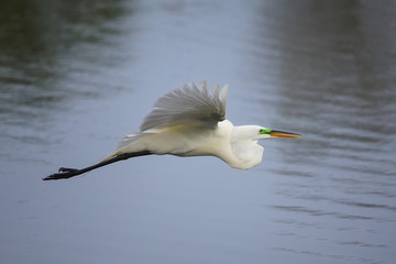 Great Egret (Ardea alba) in flight