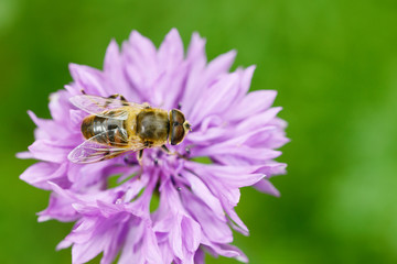 bee on cornflower