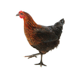 The Moscow Black chicken