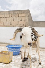 Naklejka premium Domestic Sahelian Ram 