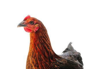 The Moscow Black chicken