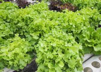 Organic lettuce at hydroponic farm. Food concept