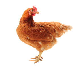 Le poulet Lohmann Brown