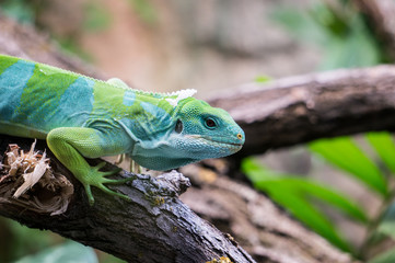 Naklejka na ściany i meble Fiji Banned Iguana