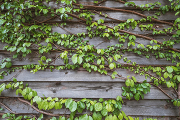 Natural green leaf wall and wood wall panels, eco friendly background