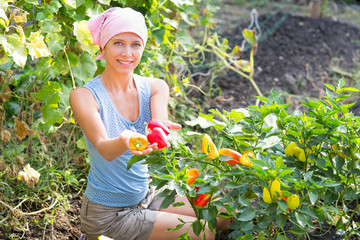 Woman near the beds of pepper