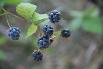 Ветка богатая ежевикой