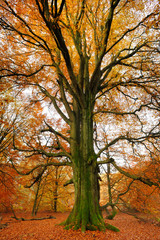 Mighty Old Beech Tree in Autumn Forest, Moss Covered Roots