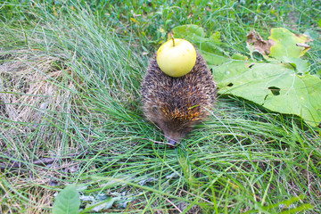 Obraz premium Hedgehog carry apple on the back