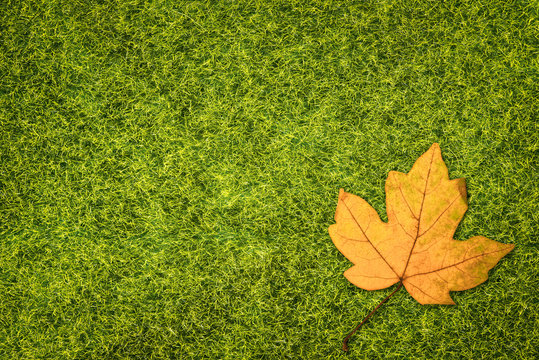 Green grass and yellow maple leaf
