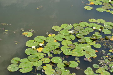 water lily on a lake