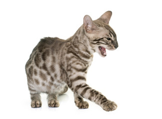 young bengal cat angry