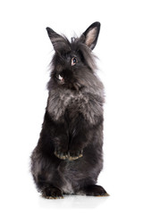 Funny black angora rabbit standing on its hind legs isolated on white