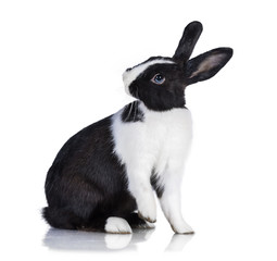 Funny dwarf rabbit isolated on white - obrazy, fototapety, plakaty