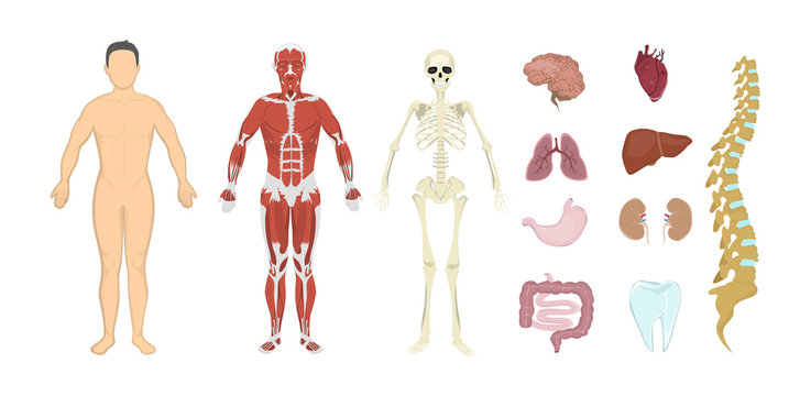 Whole human anatomy. All human body systems as skeleton, skin, organs and muscles. Male body.