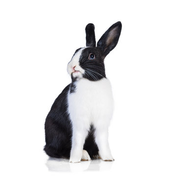 Funny rabbit isolated on white