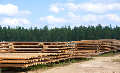 Logging in forest