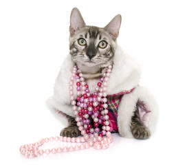 dressed bengal cat