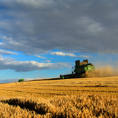 Fototapeta premium Two Combine Harvesters Cutting Barley, Summer Landscape of endless Fields under blue sky with clouds