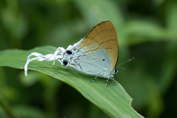 Butterfly in Southeast Asia / Thailand.