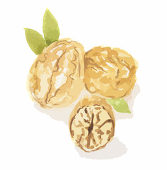 Isolated watercolor walnut. Healthy vegetarian food with vitamins. Ripe and fresh nut.
