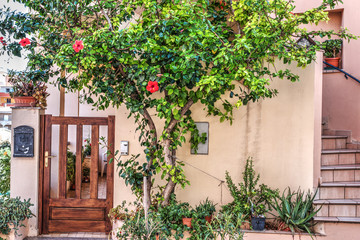 hibiscus plants buy a picturesque house