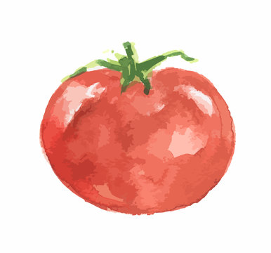 Isolated watercolor tomato