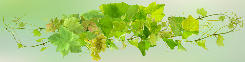 grappe de raisin blanc et pampres de vigne