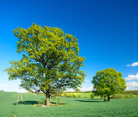 Oak Trees in Field of Barley, Spring Landscape under Blue Sky