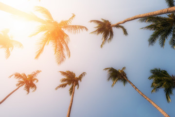 Palm trees and yellow sun in a sky - obrazy, fototapety, plakaty