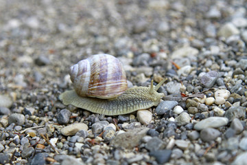 Weinbergschnecke