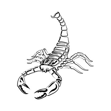 Aggressive black and white Scorpion for tattoos, zodiac sign. Made with a predominance of white. illustration