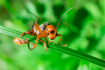Macro of the orange black bug looking to camera