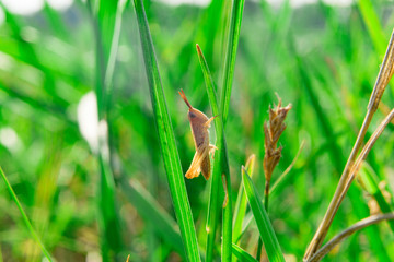 Single little brown grasshooper sitting in grass