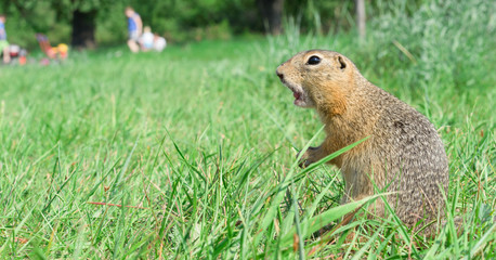 Naklejka na ściany i meble Screaming gopher standing profile on meadow, some people on background