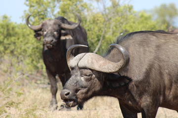 A buffalo chewing grass in Kruger National Park